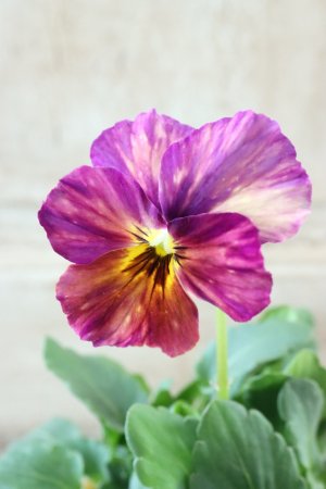 画像3: 絞り咲きビオラ evolve "stripe"~エボルベ ストライプ~ No.36