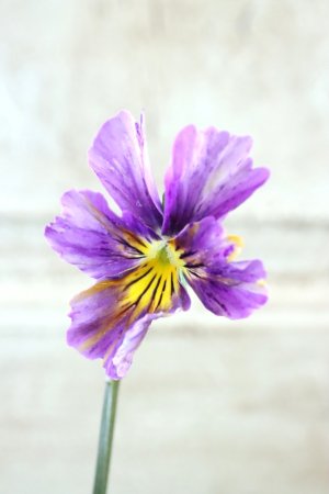 画像2: 絞り咲きビオラ evolve "stripe"~エボルベ ストライプ~ No.16