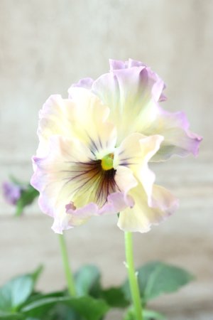 画像1: Fee des neiges~Monet Meules~ "フェデネージュ ~モネ 積みわら~" No.94