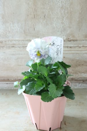 画像4: Fee des neiges Crepe "フェデネージュ クレープ" No.116