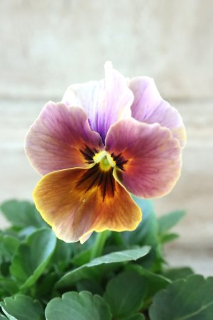 画像3: 絞り咲きビオラ evolve "stripe"~エボルベ ストライプ~ No.22