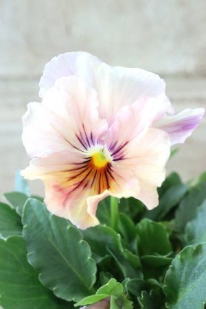 画像1: 絞り咲きビオラ evolve "stripe"~エボルベ ストライプ~ No.33