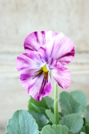 画像1: 絞り咲きビオラ evolve "stripe"~エボルベ ストライプ~ No.39