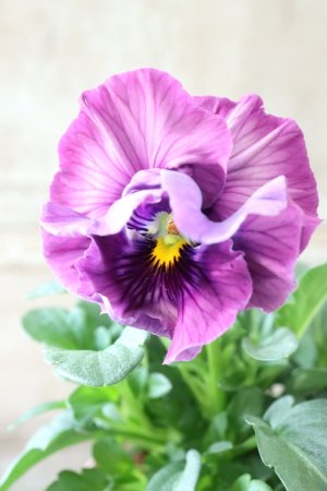 画像3: Fee des neiges Crepe "フェデネージュ クレープ" No.115