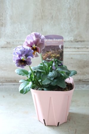 画像4: Fee des neiges~Bonne Soiree~ "フェデネージュ ~ボンソワレ~" No.109