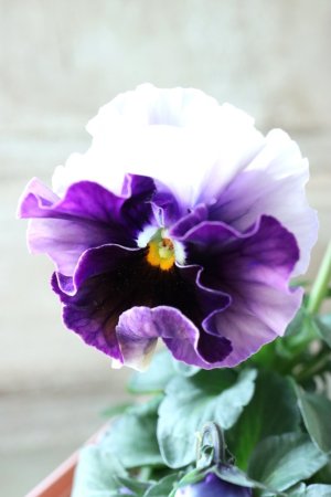 画像2: Fee des neiges~Bonne Soiree~ "フェデネージュ ~ボンソワレ~" No.100