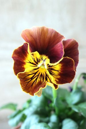 画像2: Fee des neiges~Bonne Soiree~ "フェデネージュ ~ボンソワレ~" No.95