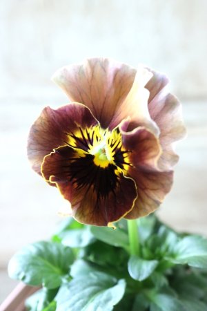 画像3: Fee des neiges~Bonne Soiree~ "フェデネージュ ~ボンソワレ~" No.91