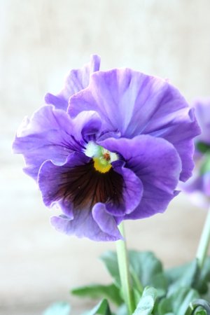 画像3: Fee des neiges~Bonne Soiree~ "フェデネージュ ~ボンソワレ~" No.94