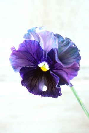 画像1: Fee des neiges~Bonne Soiree~ "フェデネージュ ~ボンソワレ~" No.79