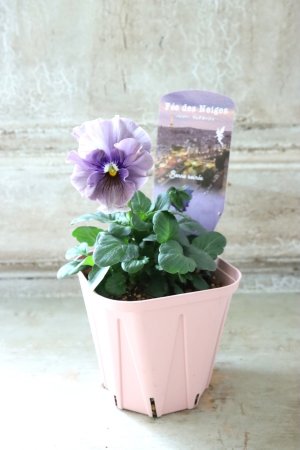 画像4: Fee des neiges~Bonne Soiree~ "フェデネージュ ~ボンソワレ~" No.117