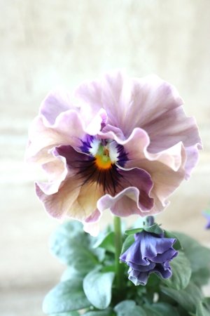 画像3: Fee des neiges~Bonne Soiree~ "フェデネージュ ~ボンソワレ~" No.83