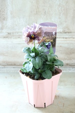 画像4: Fee des neiges~Bonne Soiree~ "フェデネージュ ~ボンソワレ~" No.83