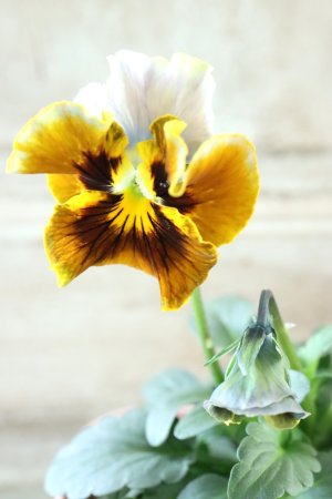 画像3: Fee des neiges~Bonne Soiree~ "フェデネージュ ~ボンソワレ~" No.80