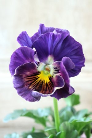 画像2: Fee des neiges Crepe "フェデネージュ クレープ" No.125