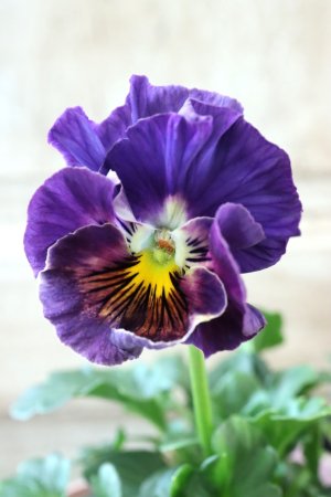 画像1: Fee des neiges Crepe "フェデネージュ クレープ" No.125