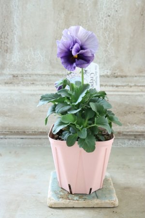 画像4: Fee des neiges Crepe "フェデネージュ クレープ" No.141