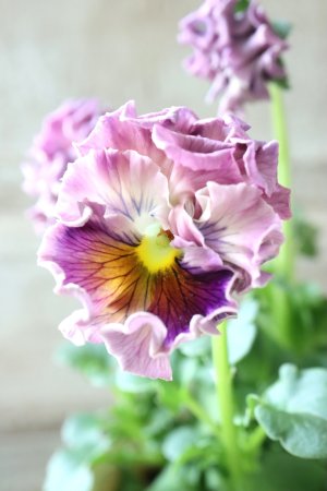 画像2: Robe de Antoinette〜ローブ・ドゥ・アントワネット〜 No.157