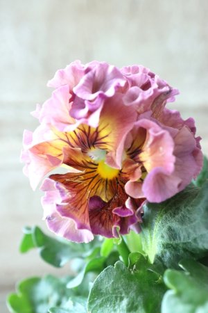 画像3: Robe de Antoinette〜ローブ・ドゥ・アントワネット〜 No.160