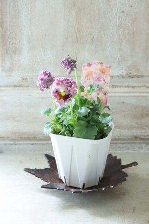 画像5: Robe de Antoinette〜ローブ・ドゥ・アントワネット〜 No.157