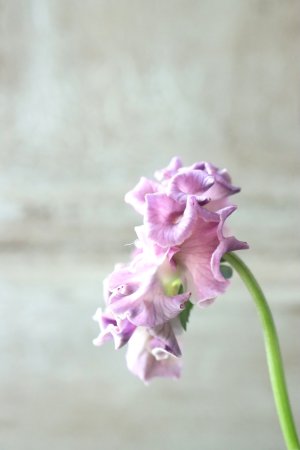 画像4: Robe de Antoinette〜ローブ・ドゥ・アントワネット〜 No.157