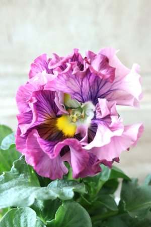 画像1: Robe de Antoinette〜ローブ・ドゥ・アントワネット〜 No.154