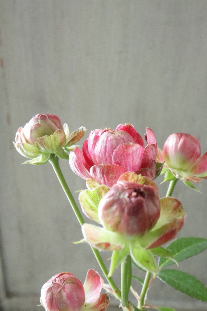 四季咲きバラ ラディッシュ Radish 15cmポット 剪定株です Jardin De Violettes