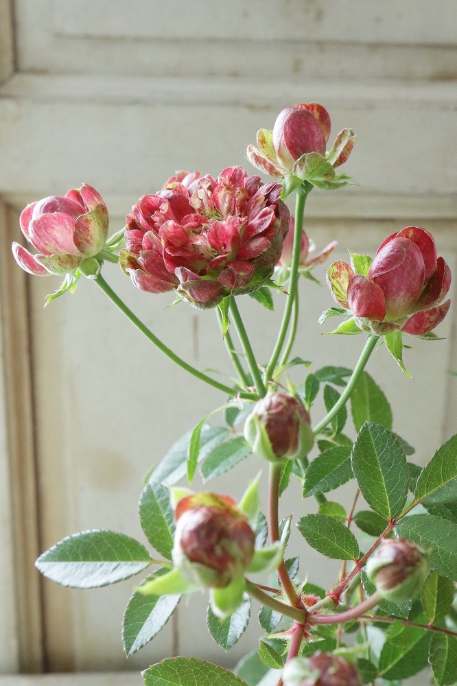 四季咲きバラ ラディッシュ Radish Jardin De Violettes