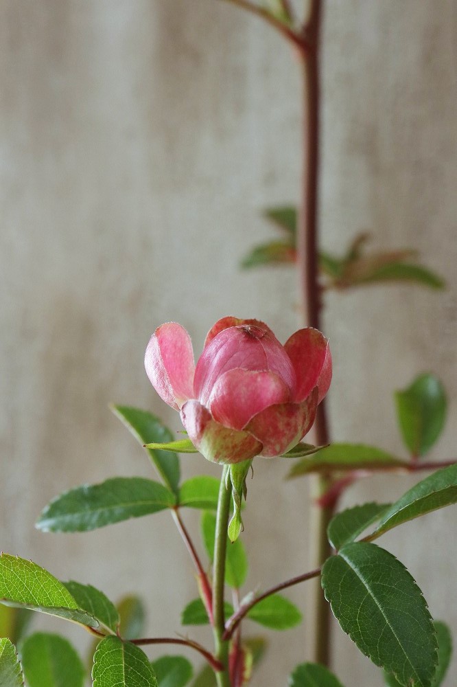 四季咲きバラ ラディッシュ Radish 15cmポット Jardin De Violettes