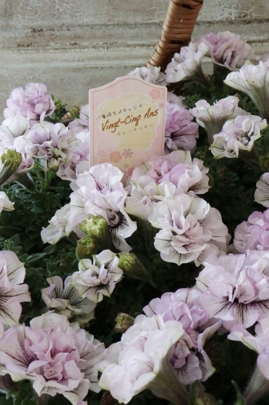 八重咲きペチュニア ヴァンサンカン ラベンダーヴェール Jardin De Violettes