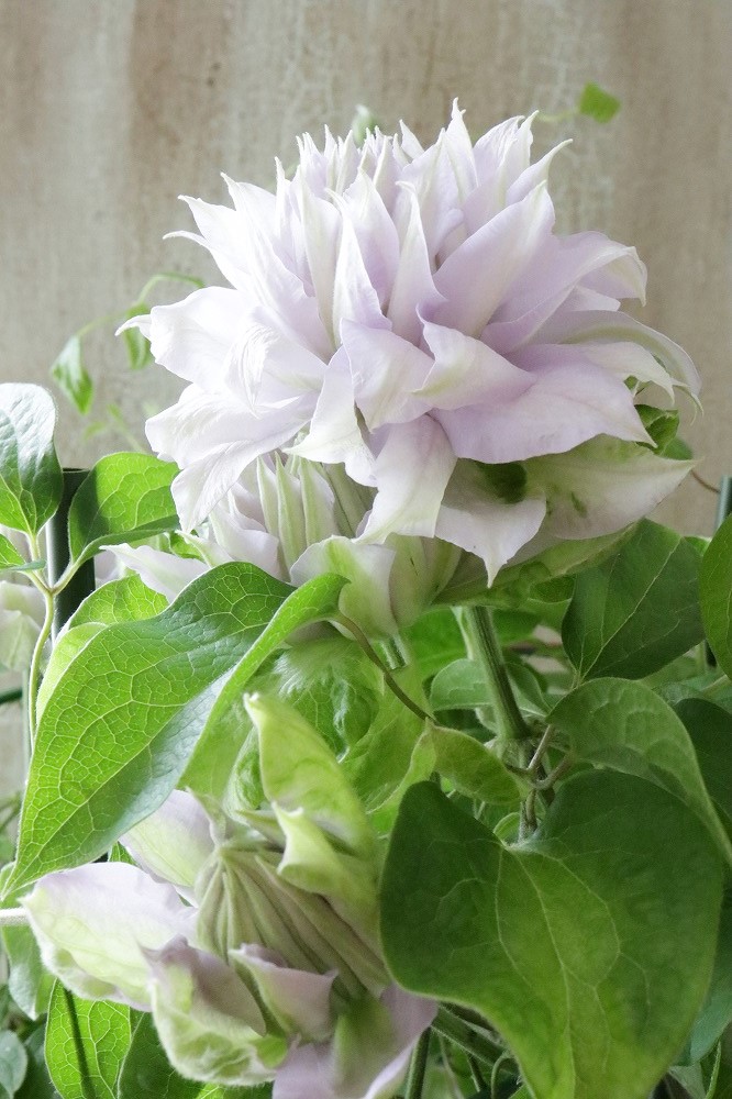 八重咲きクレマチス ベルオブウォーキング 19cmポット Jardin De Violettes