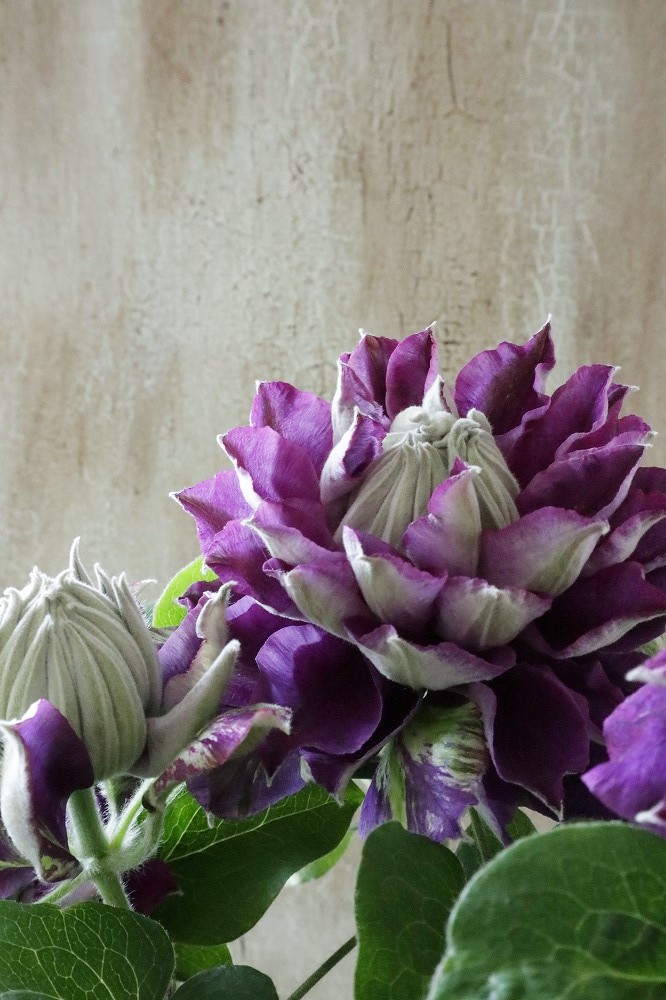 八重咲きクレマチス 新紫玉 18cmポット Jardin De Violettes