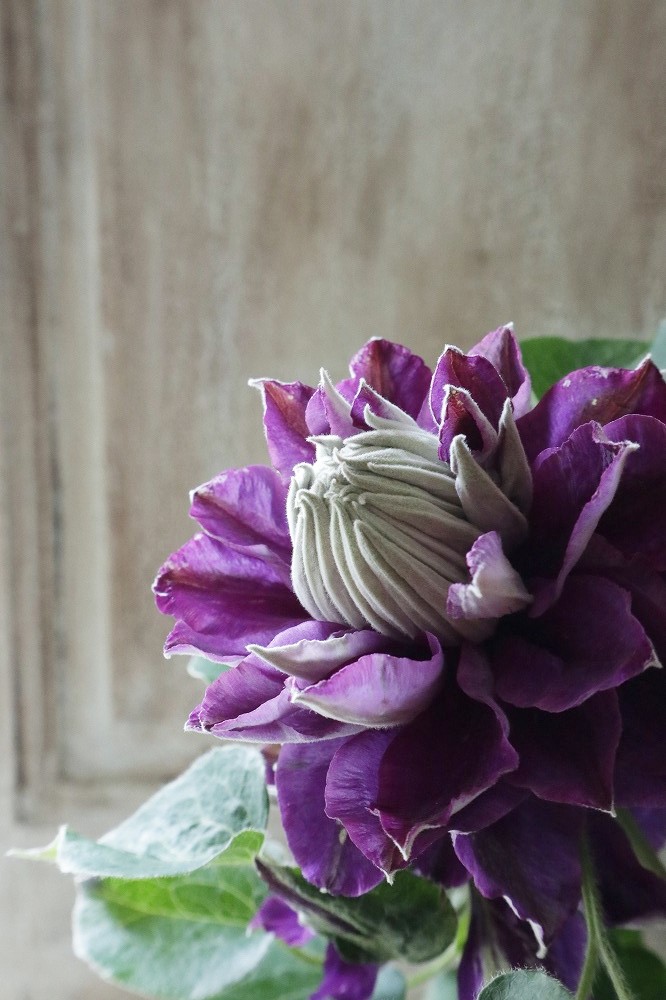 八重咲きクレマチス 新紫玉 18cmポット Jardin De Violettes