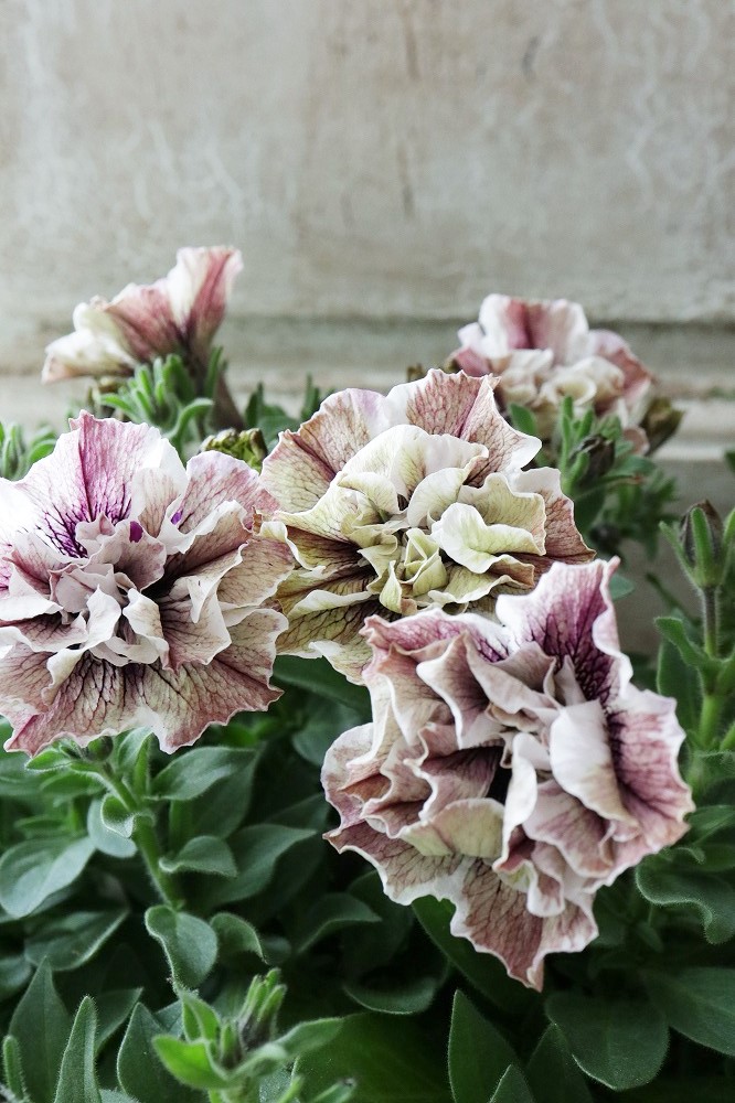 八重咲きペチュニア ジュリエット モダンホワイト Jardin De Violettes