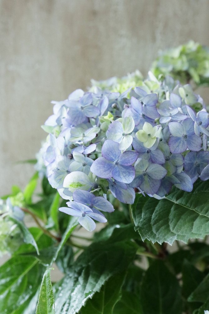 山紫陽花 倉木てまり ブルー 12cmポット Jardin De Violettes