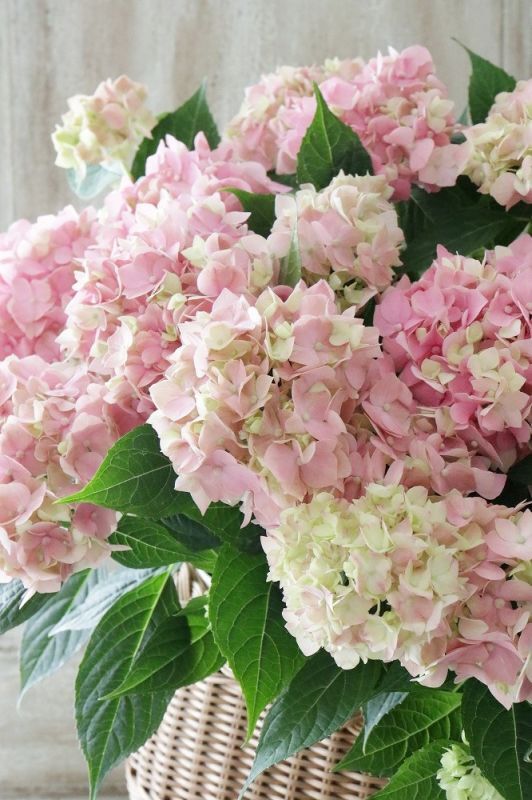 てまり咲き多花性アジサイ てててまり ピンク 12cmポット Jardin De Violettes
