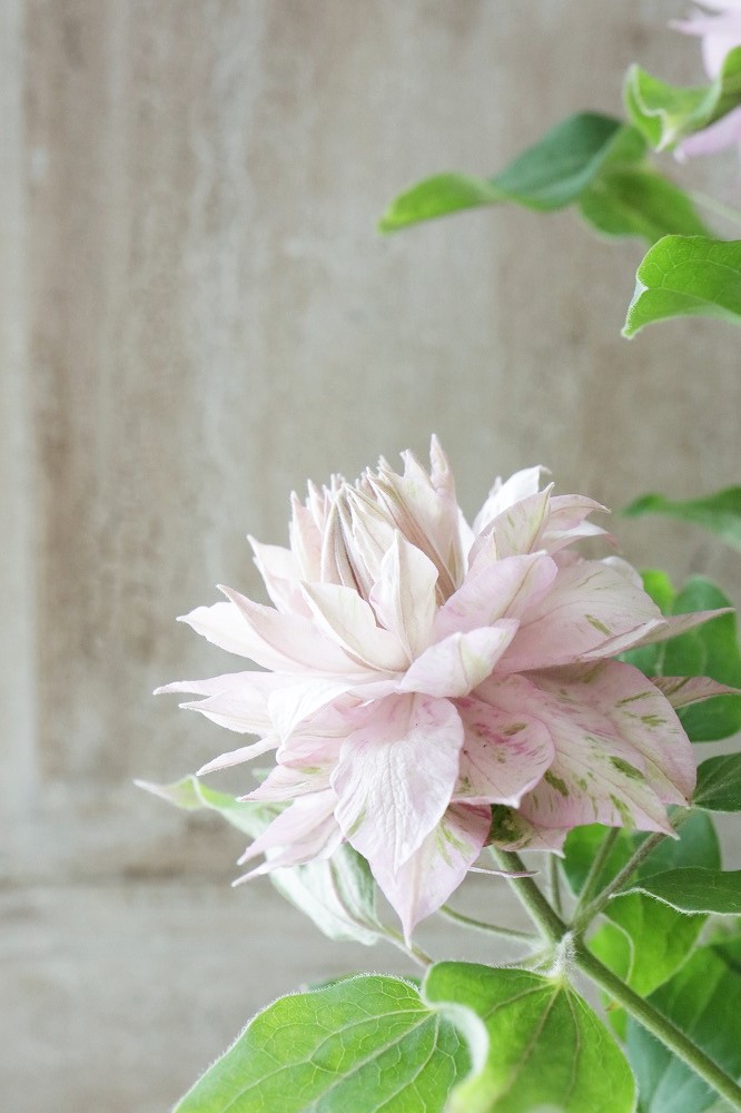 八重咲きクレマチス 春姫 18cmポット Jardin De Violettes