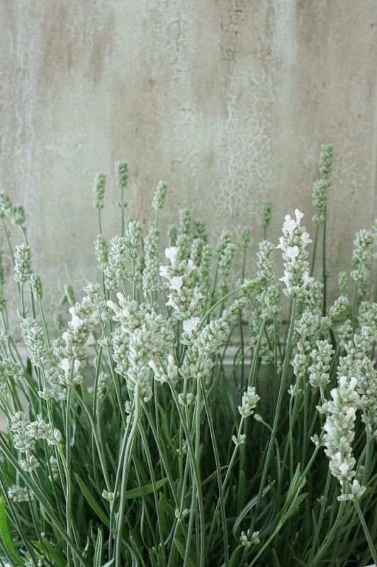 四季咲き性イングリッシュラベンダー アロマンス ホワイト 15cmポット Jardin De Violettes