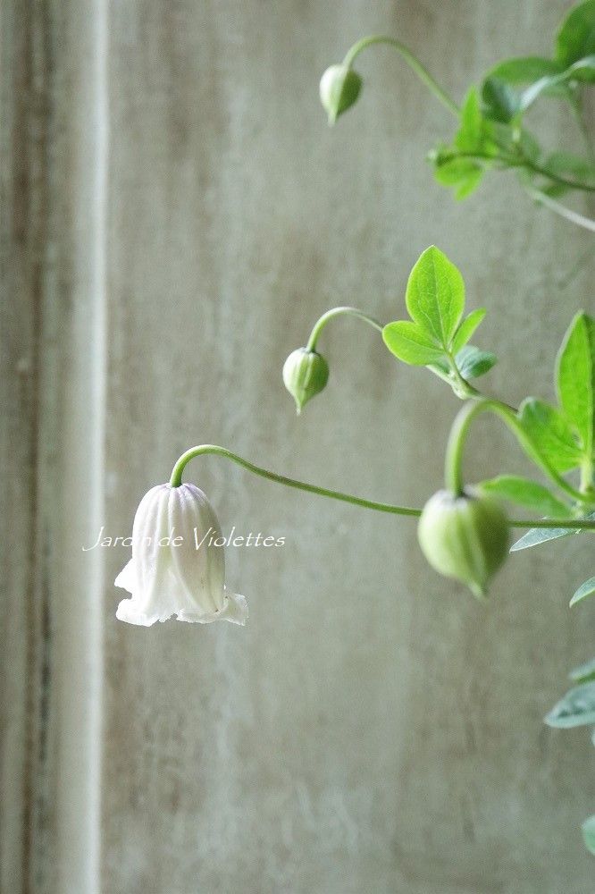 壺型クレマチス カイウ Jardin De Violettes