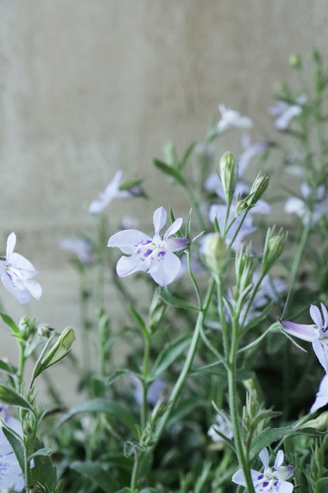 ロベリア 空色てふてふ ブルー Jardin De Violettes