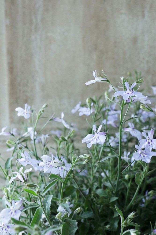 ロベリア 空色てふてふ ブルー Jardin De Violettes