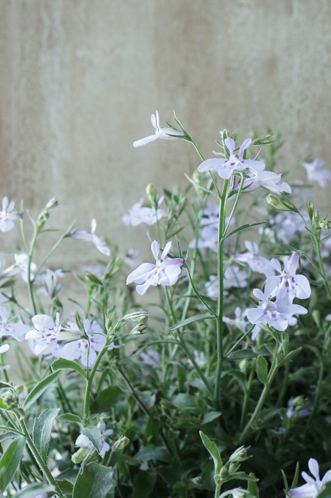 ロベリア 空色てふてふ ブルー Jardin De Violettes