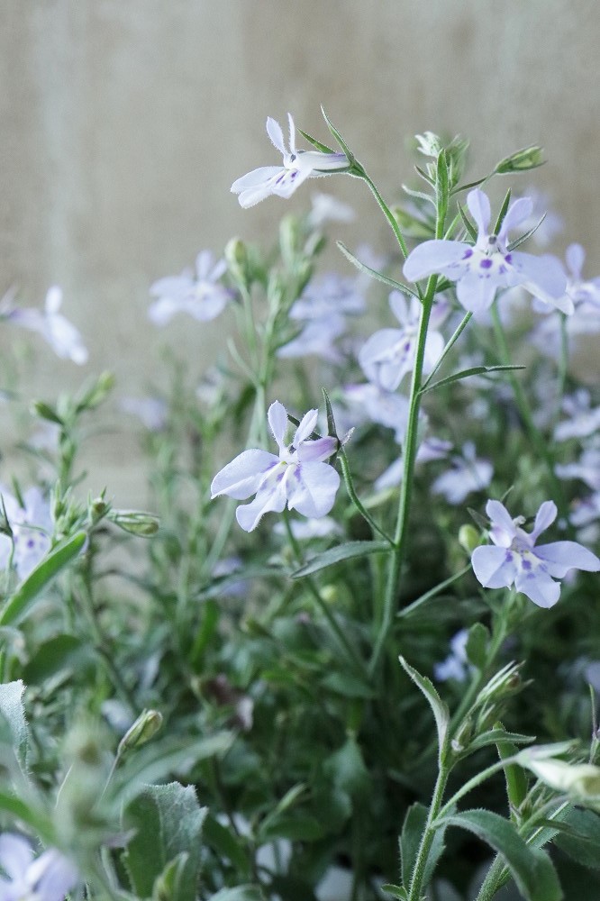 ロベリア 空色てふてふ ブルー Jardin De Violettes