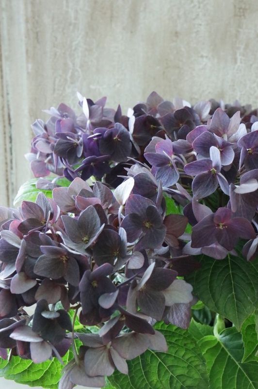 秋色紫陽花 ディープパープル Jardin De Violettes