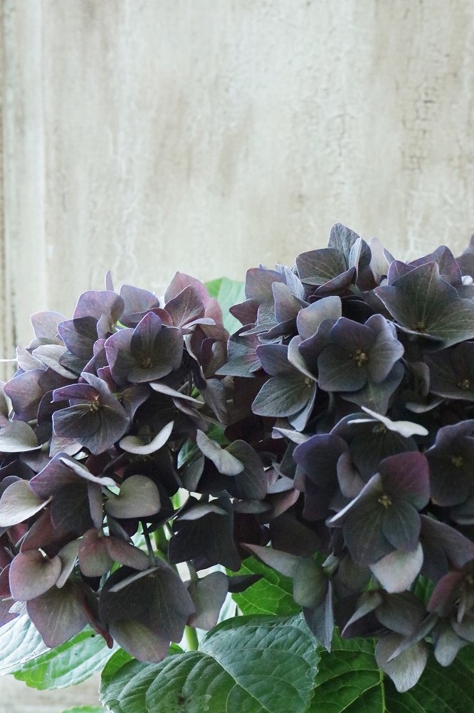秋色紫陽花 ディープパープル Jardin De Violettes
