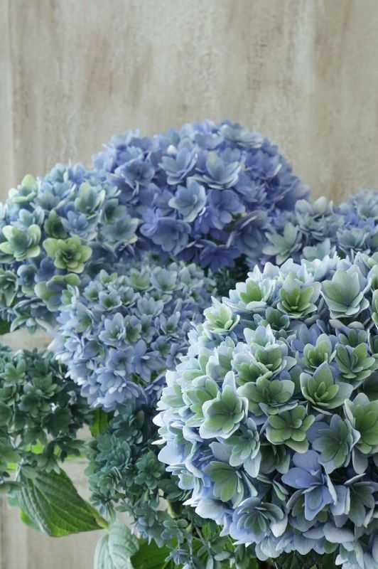 秋色紫陽花 ごきげんよう No 6 Jardin De Violettes 秋色紫陽花 ごきげんよう No 6 Jardin De Violettes