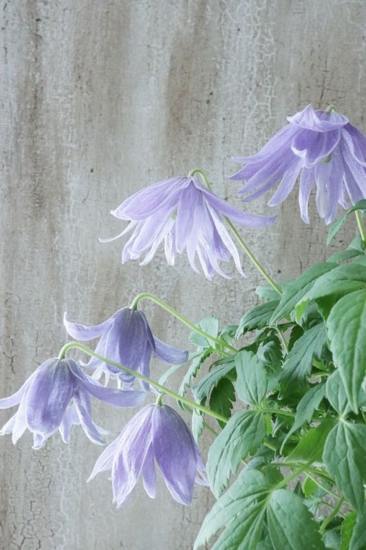 クレマチス マクハニー&マクロペティラ 花つき株 - 植物/観葉植物