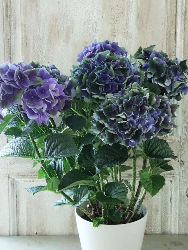 秋色紫陽花 