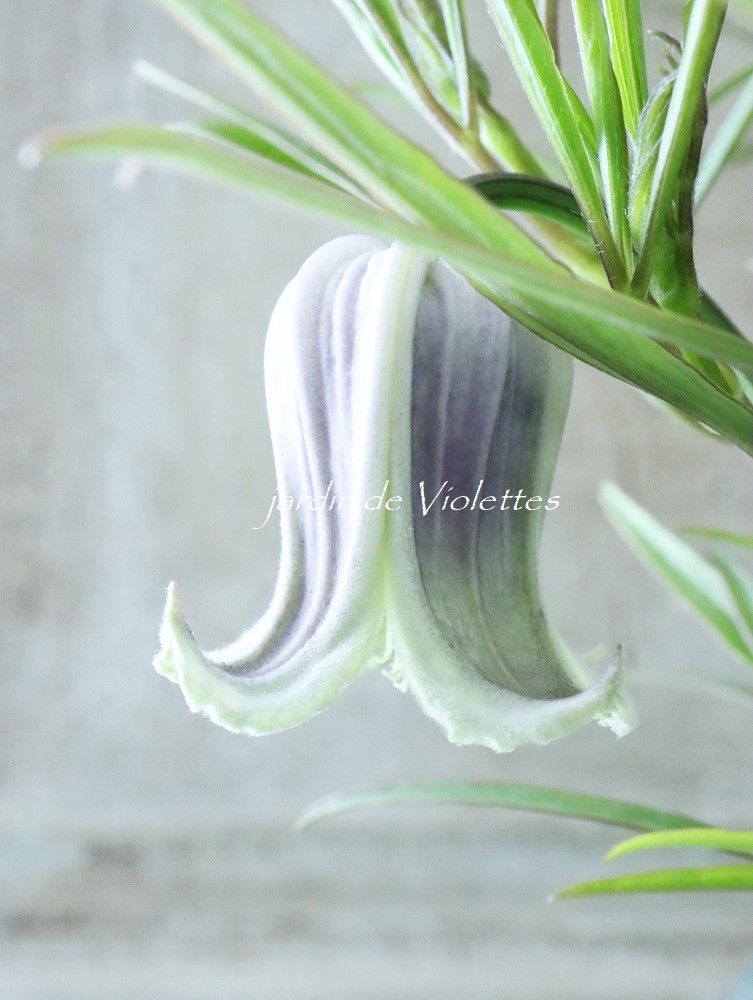 壺型クレマチス ”水縹” - Jardin de Violettes