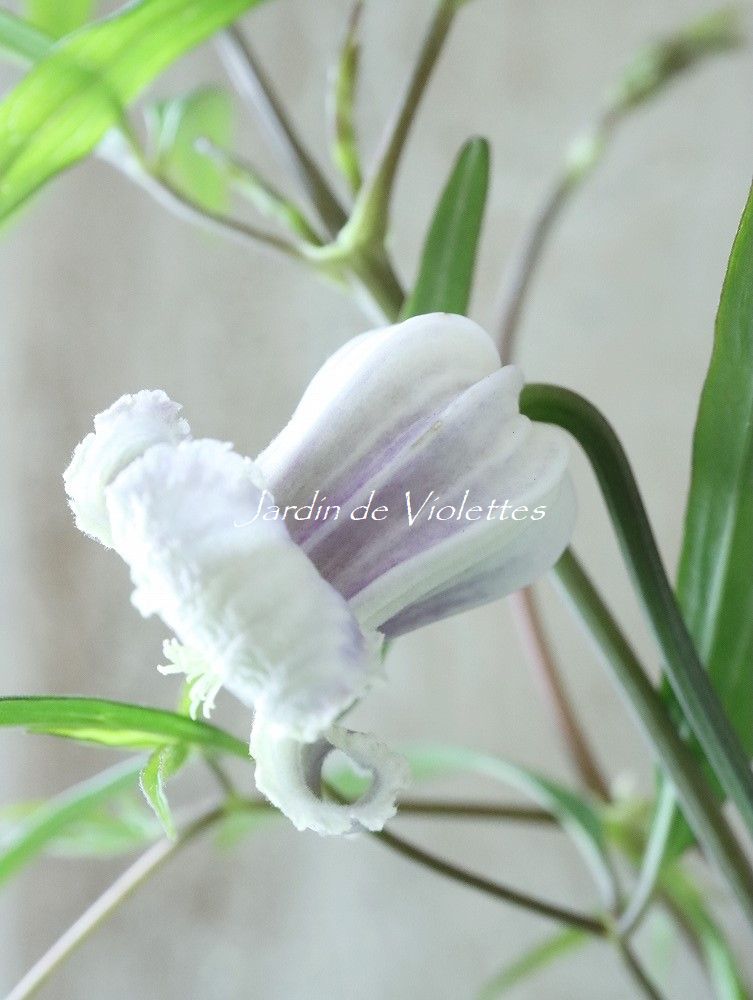 壺型クレマチス ”水縹” - Jardin de Violettes